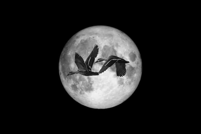 Moonlit Serenade